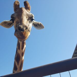 Meet your Posher, Christie